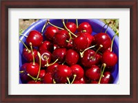 Framed Bucket of cherries, Cromwell, Central Otago, South Island, New Zealand