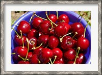 Framed Bucket of cherries, Cromwell, Central Otago, South Island, New Zealand