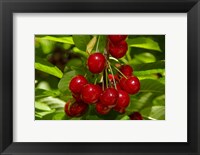 Framed Cherry Orchard, Cromwell, Central Otago, South Island, New Zealand