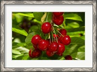 Framed Cherry Orchard, Cromwell, Central Otago, South Island, New Zealand