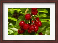 Framed Cherry Orchard, Cromwell, Central Otago, South Island, New Zealand