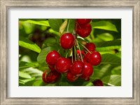 Framed Cherry Orchard, Cromwell, Central Otago, South Island, New Zealand