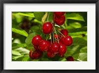 Framed Cherry Orchard, Cromwell, Central Otago, South Island, New Zealand