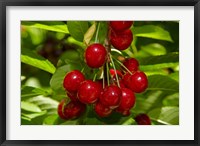 Framed Cherry Orchard, Cromwell, Central Otago, South Island, New Zealand