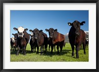 Framed Cows, Kaikoura, Seaward Kaikoura Ranges, Marlborough, South Island, New Zealand