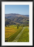 Framed Felton Road Vineyard, Autumn, Bannockburn, Central Otago, South Island, New Zealand