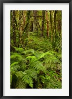 Framed Ferns and native bush near Matai Falls, Catlins, South Otago, South Island, New Zealand