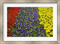 Framed Flower garden at Dunedin Railway Station, South Island, New Zealand