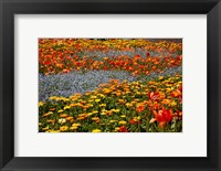 Framed Flower garden, Pollard Park, Blenheim, Marlborough, South Island, New Zealand (horizontal)