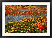 Framed Flower garden, Pollard Park, Blenheim, Marlborough, South Island, New Zealand (horizontal)
