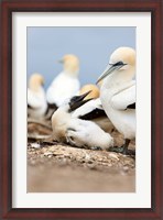 Framed Gannet tropical birds, Cape Kidnappers New Zealand