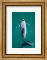 Framed Hector's dolphin, Akaroa Harbour, New Zealand