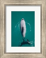 Framed Hector's dolphin, Akaroa Harbour, New Zealand