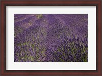 Framed Lavender Farm, near Cromwell, Central Otago, South Island, New Zealand (horizontal)