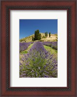 Framed Lavender Farm, near Cromwell, Central Otago, South Island, New Zealand (vertical)