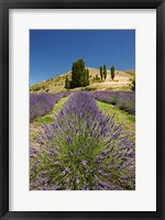 Framed Lavender Farm, near Cromwell, Central Otago, South Island, New Zealand (vertical)