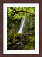 Framed Matai Falls, Catlins, South Otago, South Island, New Zealand