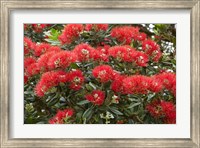 Framed Native Pohutukawa flowers, Bay of Islands, New Zealand