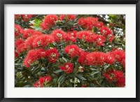 Framed Native Pohutukawa flowers, Bay of Islands, New Zealand