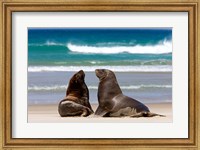 Framed New Zealand, South Island, Hooker's Sea Lion