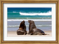 Framed New Zealand, South Island, Hooker's Sea Lion