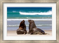 Framed New Zealand, South Island, Hooker's Sea Lion