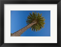 Framed Palm tree, Seymour Square, Marlborough, New Zealand