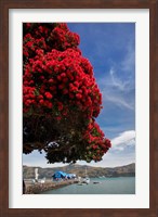 Framed Pohutukawa tree and Akaroa Harbour, Akaroa, Banks Peninsula, Canterbury, South Island, New Zealand