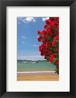 Framed Pohutukawa tree, beach, Paihia, North Island, New Zealand