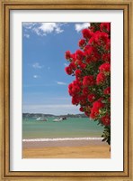 Framed Pohutukawa tree, beach, Paihia, North Island, New Zealand