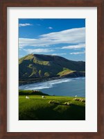 Framed Sheep grazing near Allans Beach, Dunedin, Otago, New Zealand