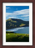 Framed Sheep grazing near Allans Beach, Dunedin, Otago, New Zealand