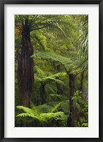 Framed Tree ferns, Manginangina Kauri Walk, Puketi Forest, near Kerikeri, North Island, New Zealand