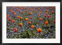 Framed Tulip flowers, Ashburton Domain, New Zealand