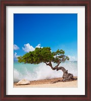 Framed Divi Divi Tree, Eagle Beach, Aruba, Caribbean