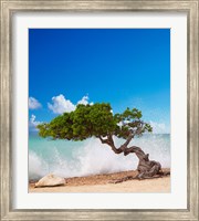Framed Divi Divi Tree, Eagle Beach, Aruba, Caribbean