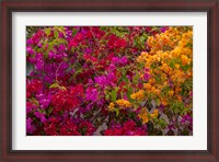 Framed Bougainvillea flowers, Princess Cays, Eleuthera, Bahamas