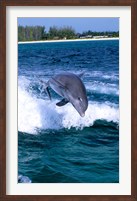 Framed Dolphin Jumping, Grand Bahama, Bahamas