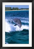 Framed Dolphin Jumping, Grand Bahama, Bahamas