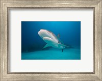 Framed Bahamas, Freeport, Caribbean Reef Shark swimming
