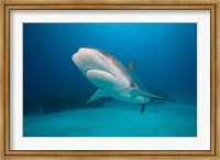 Framed Bahamas, Freeport, Caribbean Reef Shark swimming