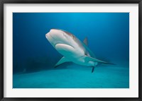 Framed Bahamas, Freeport, Caribbean Reef Shark swimming