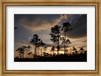 Framed Bahamas, Lucaya NP, Setting sun on Caribbean Pine Trees