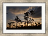 Framed Bahamas, Lucaya NP, Setting sun on Caribbean Pine Trees