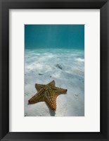 Framed Bahamas, Marine Life, Sea star, Golden Rock Beach