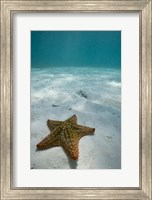 Framed Bahamas, Marine Life, Sea star, Golden Rock Beach