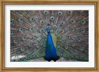 Framed Bahamas, Nassau, Indian Peacock patterns