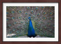 Framed Bahamas, Nassau, Indian Peacock patterns