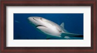 Framed Bahamas, New Providence Island, Caribbean Reef Sharks