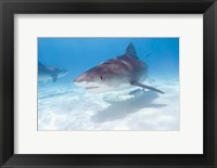 Framed Tiger Sharks, Northern Bahamas